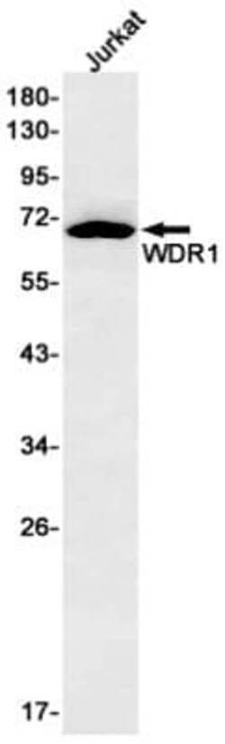 WDR1 Antibody (S01-6D6), Novus Biologicals 50 &mu;g | Buy Online | Novus Biologicals | Fisher Scientific