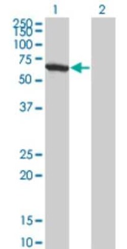 WDR20 Antibody (1D10), Novus Biologicals 0.1 mg; Unconjugated:Antibodies,