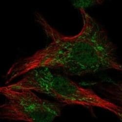 WDR26 Rabbit anti-Human, Polyclonal, Novus Biologicals 25 &mu;g; Unconjugated:Antibodies,