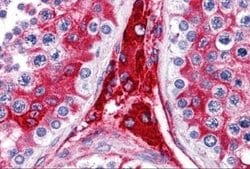 WDR35 Antibody - BSA Free, Novus Biologicals 0.1 mg; Unconjugated:Antibodies,