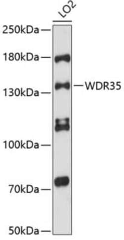 WDR35 Antibody - Azide and BSA Free, Novus Biologicals 0.1 mL, Unconjugated:Antibodies,