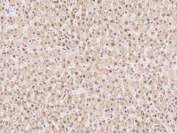 WDR4 Antibody, Novus Biologicals 100 &mu;g, Unconjugated:Antibodies, Polyclonal