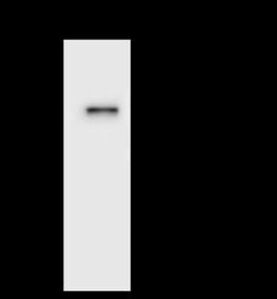 WDR4 Antibody, Novus Biologicals 100 &mu;g, Unconjugated:Antibodies, Polyclonal
