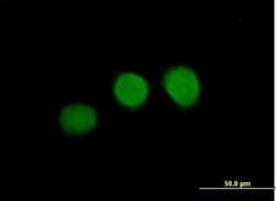 WDR45 Antibody, Novus Biologicals 0.05 mg | Buy Online | Novus Biologicals | Fisher Scientific