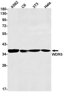 WDR5 Rabbit anti-Human, Mouse, Rat, Clone: S05-4D3, Novus Biologicals:Antibodies:Primary