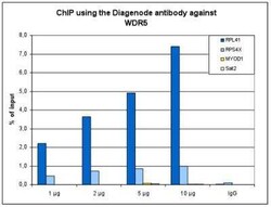 WDR5 Antibody, Novus Biologicals 50 &mu;g; Unconjugated:Antibodies, Polyclonal