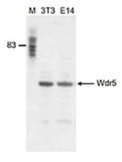 WDR5 Rabbit anti-Mouse, Polyclonal, Novus Biologicals:Antibodies:Primary