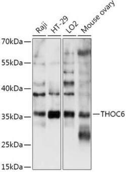 WDR58 Antibody - Azide and BSA Free, Novus Biologicals 0.02 mL; Unconjugated:Antibodies,