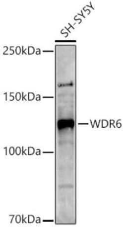 WDR6 Antibody - Azide and BSA Free, Novus Biologicals 0.1 mL; Unconjugated:Antibodies,