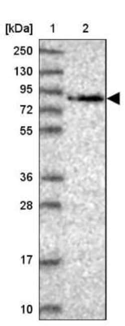 WDR70 Antibody, Novus Biologicals:Antibodies:Primary Antibodies