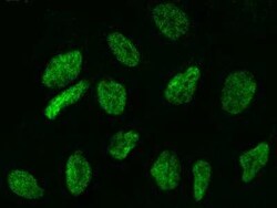 WDR77 Antibody, Novus Biologicals 100 &mu;g, Unconjugated:Antibodies, Polyclonal