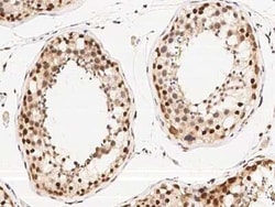 WDR77 Antibody, Novus Biologicals 100 &mu;g, Unconjugated:Antibodies, Polyclonal