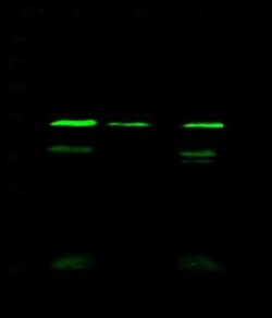 WDR77 Antibody, Novus Biologicals 100 &mu;g, Unconjugated:Antibodies, Polyclonal