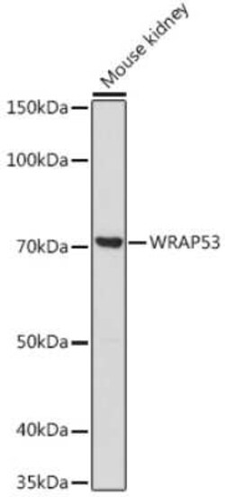 WDR79 Rabbit anti-Mouse, Polyclonal, Novus Biologicals 20 &mu;g; Unconjugated:Antibodies,