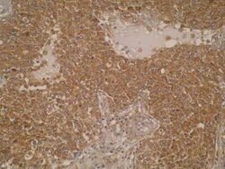 WFDC5 Antibody (M47-P2D5) - BSA Free, Novus Biologicals:Antibodies:Primary