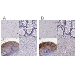 WFDC8 Antibody, Novus Biologicals:Antibodies:Primary Antibodies