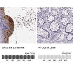 WFDC8 Antibody, Novus Biologicals 25ul; Unconjugated:Antibodies, Polyclonal