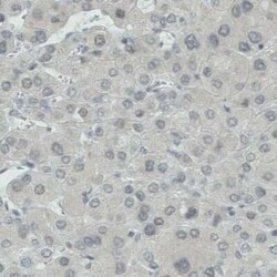 WHSC1 Antibody (CL1057), Novus Biologicals 0.1 mL, Unconjugated:Antibodies,