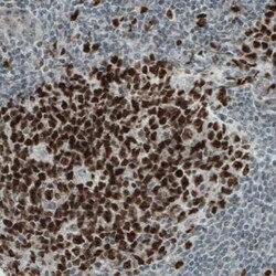 WHSC1 Antibody (CL1063), Novus Biologicals 25 &mu;L, Unconjugated:Antibodies,