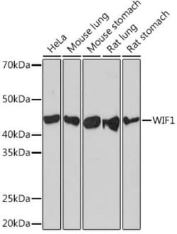 WIF-1 Rabbit anti-Human, Mouse, Rat, Clone: 1X6C9, Novus Biologicals 20