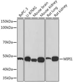 WIPI1 Rabbit anti-Human, Mouse, Rat, Clone: 2F4G9, Novus Biologicals 100 &mu;g | Buy Online | Novus Biologicals | Fisher Scientific