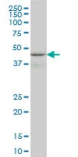 WIPI1 Antibody (3C1), Novus Biologicals 0.1 mg | Buy Online | Novus Biologicals | Fisher Scientific