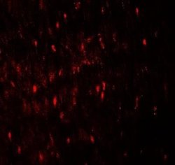 WIPI1 Antibody - BSA Free, Novus Biologicals 0.1 mg; Unconjugated:Antibodies,