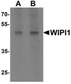 WIPI1 Antibody - BSA Free, Novus Biologicals 0.1 mg; Unconjugated:Antibodies,