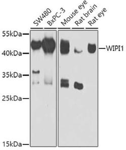 WIPI1 Antibody - BSA Free, Novus Biologicals:Antibodies:Primary Antibodies