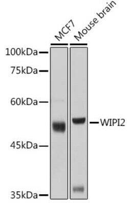 WIPI2 Antibody - Azide and BSA Free, Novus Biologicals 0.02 mL; Unconjugated:Antibodies,