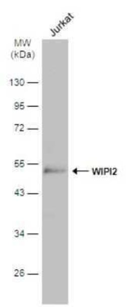 WIPI2 Antibody, Novus Biologicals 100 &mu;g; Unconjugated:Antibodies, Polyclonal