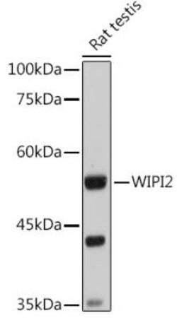 WIPI2 Antibody - Azide and BSA Free, Novus Biologicals 0.02 mL; Unconjugated:Antibodies,
