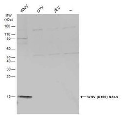 West Nile Virus NS4A Antibody, Novus Biologicals 100 &mu;g | Buy Online | Novus Biologicals | Fisher Scientific
