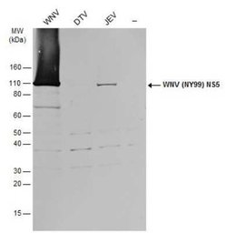 West Nile Virus NS5 Antibody, Novus Biologicals 100 &mu;g | Buy Online | Novus Biologicals | Fisher Scientific