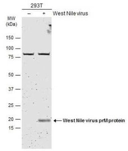 West Nile Virus prM Antibody, Novus Biologicals 100 &mu;g | Buy Online | Novus Biologicals | Fisher Scientific