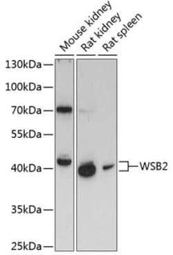 WSB2 Antibody - Azide and BSA Free, Novus Biologicals:Antibodies:Primary