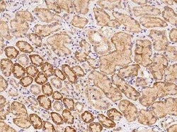 WSCD2 Antibody, Novus Biologicals 50 &mu;g; Unconjugated:Antibodies, Polyclonal