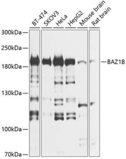 WSTF Antibody - BSA Free, Novus Biologicals:Anticorps:Anticorps primaires