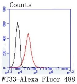 WT1 Antibody (SC06-41), R&D Systems&trade;
