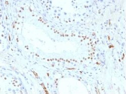 WT1 Antibody (WT1/857), Novus Biologicals 0.02mg; Unlabeled:Antibodies,