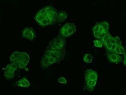 WWOX Antibody, Novus Biologicals 50 &mu;g, Unconjugated:Antibodies, Polyclonal