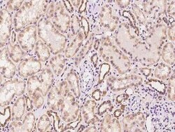 WWOX Antibody, Novus Biologicals 50 &mu;g, Unconjugated:Antibodies, Polyclonal