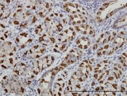 WWP1 Antibody (1A7), Novus Biologicals 0.1 mg | Buy Online | Novus Biologicals | Fisher Scientific