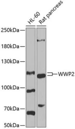 WWP2 Antibody - BSA Free, Novus Biologicals 0.02 mL, Unconjugated:Antibodies,