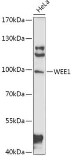 Wee1 Antibody - Azide and BSA Free, Novus Biologicals 0.1 mL; Unconjugated:Antibodies,