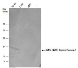 West Nile Virus C Protein Antibody, Novus Biologicals 100 &mu;g | Buy Online | Novus Biologicals | Fisher Scientific