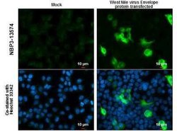West Nile Virus Envelope Antibody (GT3029), Novus Biologicals 100 &mu;g;