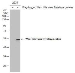 West Nile Virus Envelope Antibody (GT3029), Novus Biologicals 100 &mu;g;