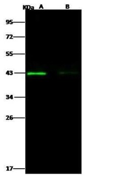 West Nile Virus Envelope Antibody, Novus Biologicals 100 &mu;g; Unconjugated:Antibodies,
