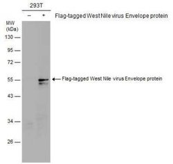West Nile Virus Envelope Antibody, Novus Biologicals 100 &mu;g | Buy Online | Novus Biologicals | Fisher Scientific